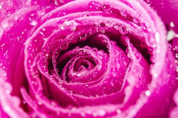 Macro de rosa rosa flor com gotas de água — Fotografia de Stock