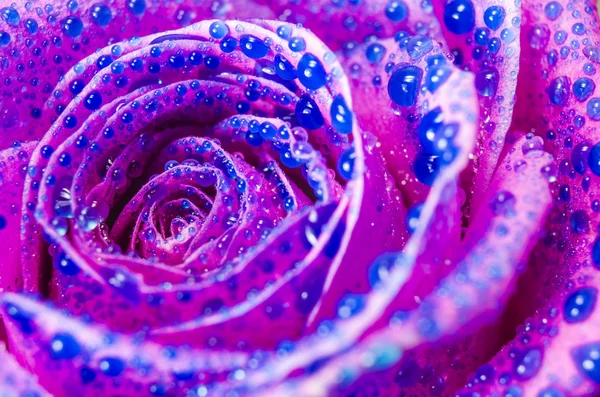 Macro of pink rose flower with blue water drops — Stock Photo, Image