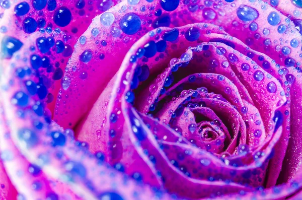 Macro of pink rose flower with blue water drops — Stock Photo, Image