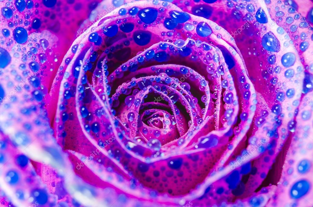 Macro Of Pink Rose Flower With Blue Water Drops Stock Photo Image By C Leszekczerwonka