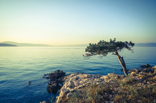 ชายฝั่งทะเลเมดิเตอร์เรเนียนที่มีต้นไม้โดดเดี่ยวในพื้นหน้า — ภาพถ่ายสต็อก