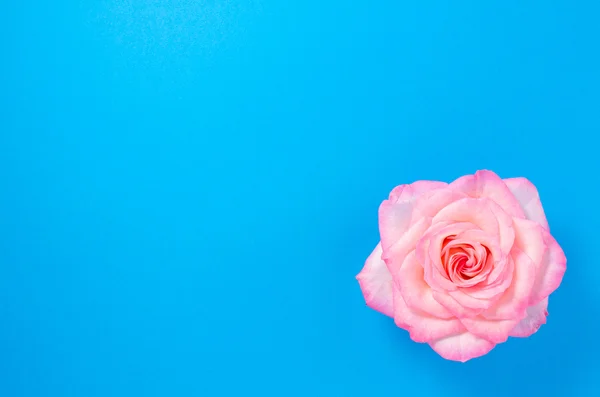 Rosa fiore su sfondo blu — Foto Stock