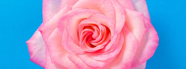 Rose flower on blue background — Stock Photo, Image
