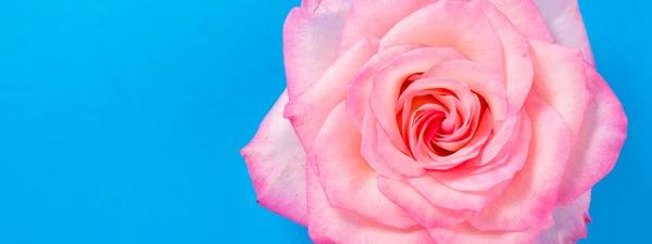 Rose flower on blue background — Stock Photo, Image