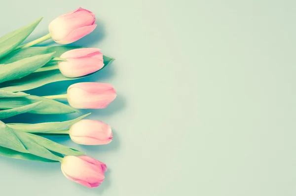 Des Tulipes Roses Gros Plan — Photo