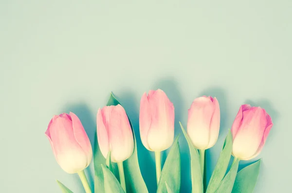 Pink Tulips Close — Stock Photo, Image