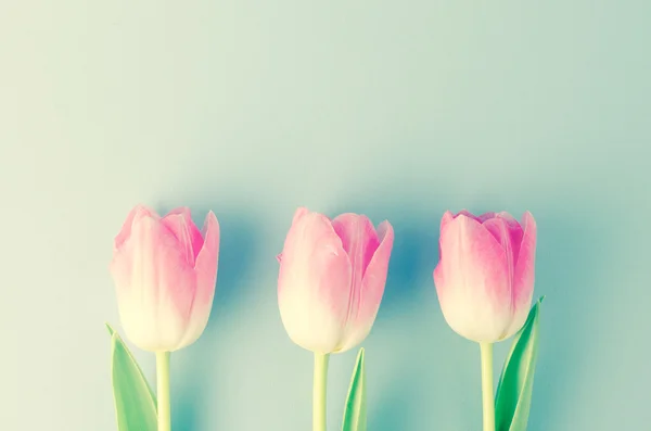Розовые Тюльпаны Закрыть — стоковое фото
