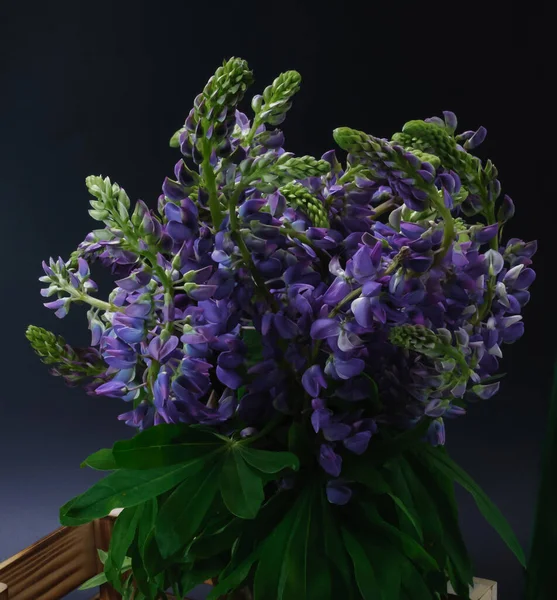 Ramillete Flores Altramuz Caja Madera Situada Sobre Fondo Oscuro —  Fotos de Stock
