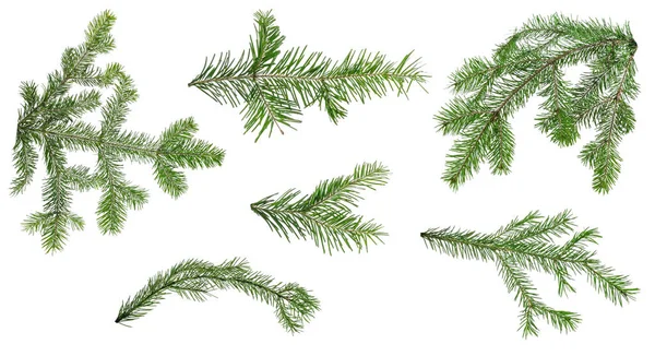 Beyaz arka planda izole edilmiş birçok köknar dalı