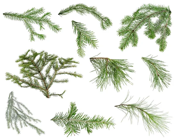 Beyaz arka planda izole edilmiş çeşitli kozalaklı ağaçların birçok dalları