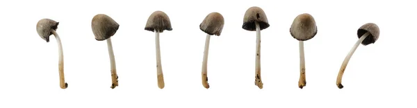 Toadstools Különböző Szögekből Elszigetelt Fehér Alapon — Stock Fotó