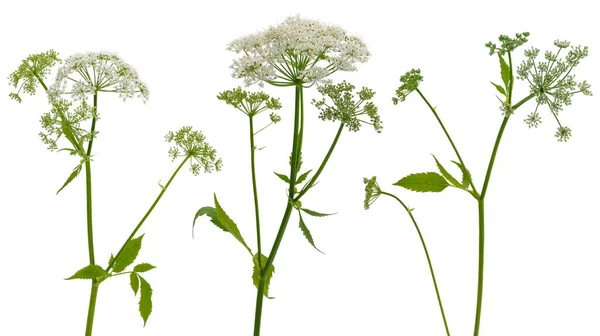 Orman bitkilerinin birkaçı beyaz arka planda izole edilmiş şemsiye infloresanslarına tanık olur.