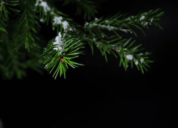 在黑暗的背景上 很少有带有人造雪的绿色冷杉枝条 — 图库照片