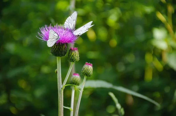 Tre Farfalle Bianche Venate Nere Sul Fiore Cardo Nella Soleggiata — Foto Stock