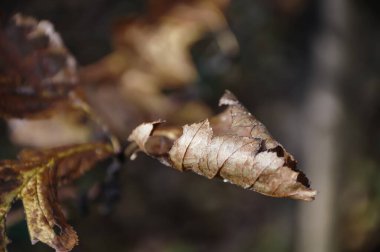 Karanlık sonbahar ormanlarındaki ağaç dalında kuru kahverengi yapraklar.