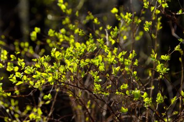 Genç yeşil yaprakları