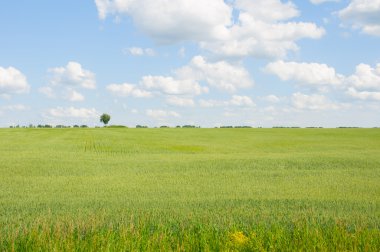 Bulutlu gökyüzü karşı yeşil alan