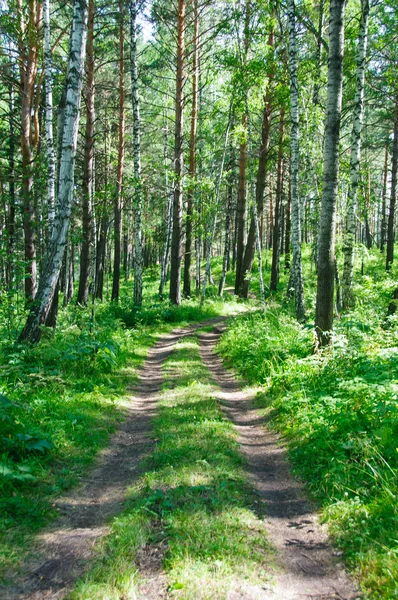 ormanda yalnız bir yol