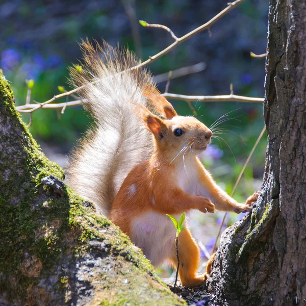 Bir ağaç üzerinde komik sincap