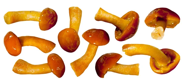 Turşu tatlım agaric