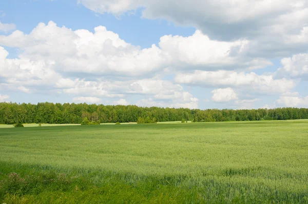 Bir yaz günü çimenli alan