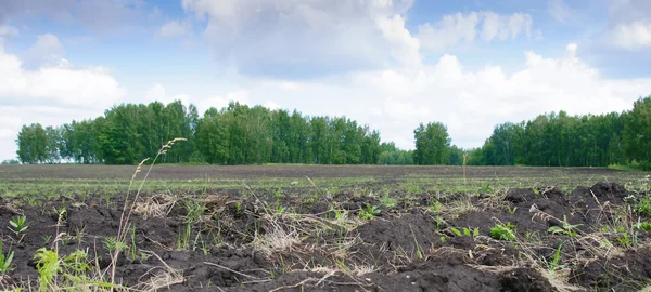 Bir yaz günü pulluk