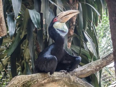 Boynuz gagalı gökyüzüne bak