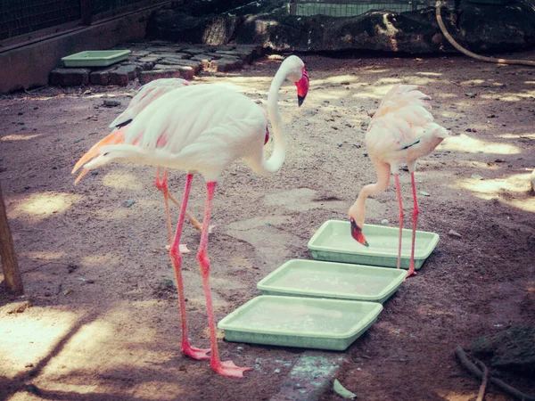 動物園でのフラミンゴへの餌やり — ストック写真