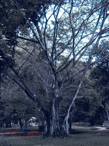 Τρομακτικό Γέρικο Δέντρο Σκοτεινό Και Τρομακτικό — Φωτογραφία Αρχείου