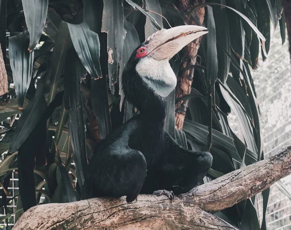 Hornbill Sentar Ramo — Fotografia de Stock