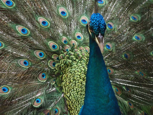 Blue peacock feathers are fashionable