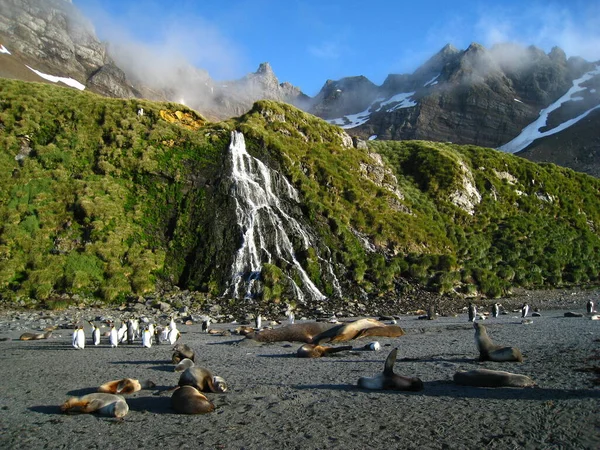 Pingwiny Foki Mały Wodospad Wyspie Georgia Południowa Atlantyk — Zdjęcie stockowe