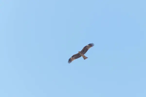 a black kite soaring with wings fully spread in a light blue clear sky over the negev desert near Arad in Israel
