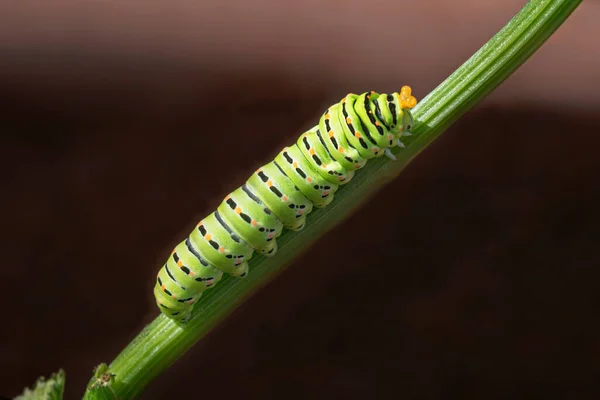 Old World swallowtail butterfly papilio machaon caterpillar exhibiting its retractable horn-like defense organs osmeteria on a celery stalk with a dark clay red background