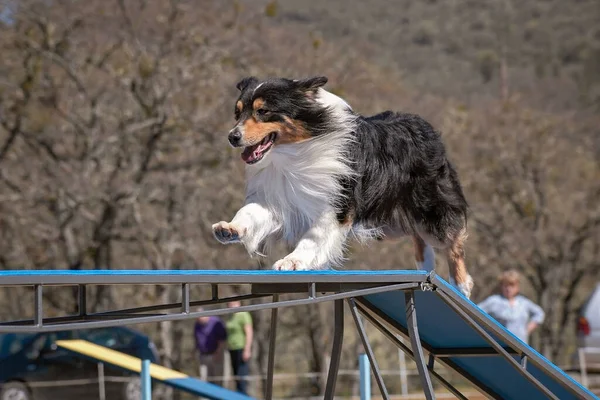 a beautiful tri-colored australian shepherd performing the dog walk bridge at an agility trial