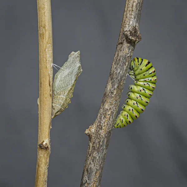 the chrysalis and pre-chrysalis stages of the old world swallowtail papilio machaon  butterfly hanging on sticks by silk girdles on a grey background