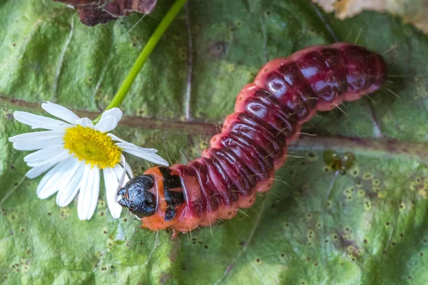 Big scary caterpillar of red color with blood