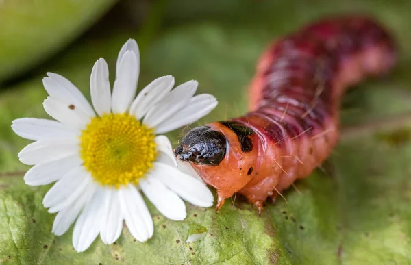 Big scary caterpillar of red color with blood