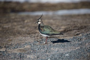 Lapwing. Peewit. clipart