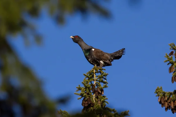 Gressapercaillie. Gresshoppe av tre . – stockfoto