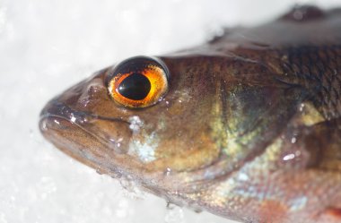 Balık gözü. Balık kafası.