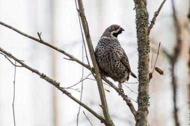 Küçük ahşap orman tavuğu. Ahşap orman tavuğu, ela Orman Tavuğu, fritillaria, hazel-tavuk. Bonasa bonasia (lat.)