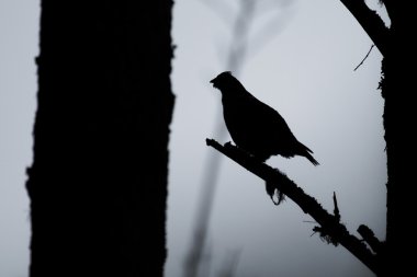 Silhouette forest bird. Little wood grouse. clipart