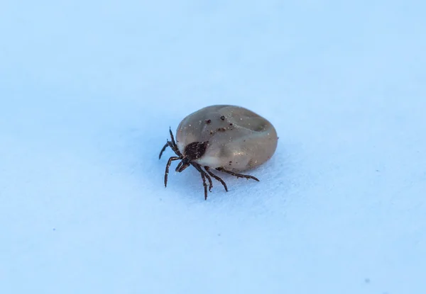 Encefalitis por garrapatas. Una garrapata. Gran garrapata. Marque lleno de sangre. Error de cosecha . — Foto de Stock