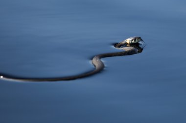 Suyun içinde yılan. Çim yılan. Snake river.