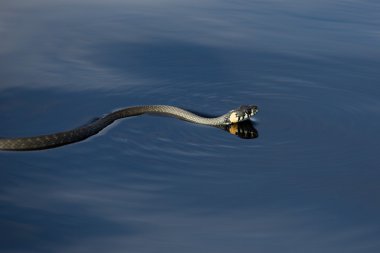 Suyun içinde yılan. Çim yılan. Snake river.