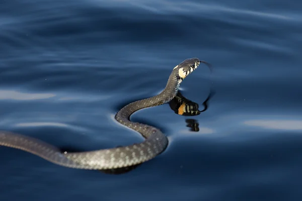 Bokira qiz bilan jinsiy aloqa Chang yutgich bilan onanizm qilishning fotosurati