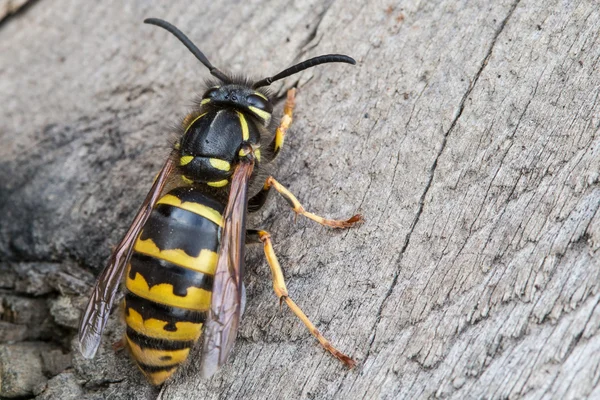 Avispa. Gran avispa. Una mosca peligrosa. Mosca rayada . — Foto de Stock