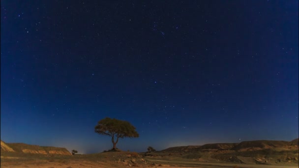 Estrellas por la noche en el desierto — Vídeo de stock