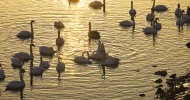 Kyiv 'deki Obolon yakınlarında gündoğumunda Dnipro Nehri' nde ağır çekim kuğular sürükleniyor. Altın yansımalar suda parıldıyor, huzurlu ve atmosferik bir sabah manzarası yaratıyor..
